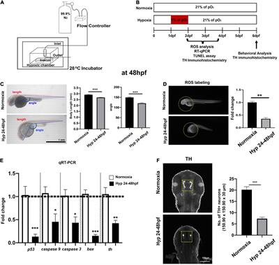 Hypoplasia of dopaminergic neurons by hypoxia-induced neurotoxicity is associated with disrupted swimming development of larval zebrafish